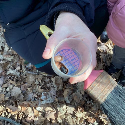 Forest School